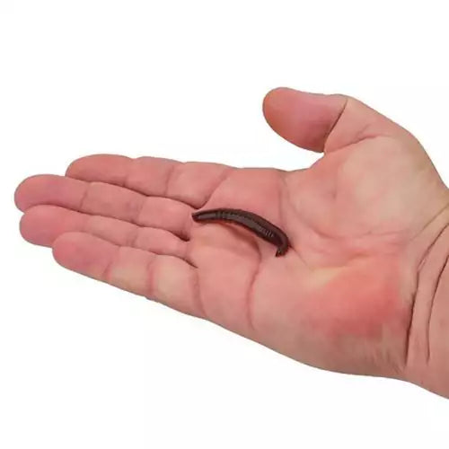 BERKLEY Gulp! Alive! Pinched Crawler