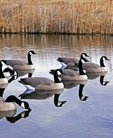 Beavertail DOA Decoys Rogue Series Goose Floater 6 Pk