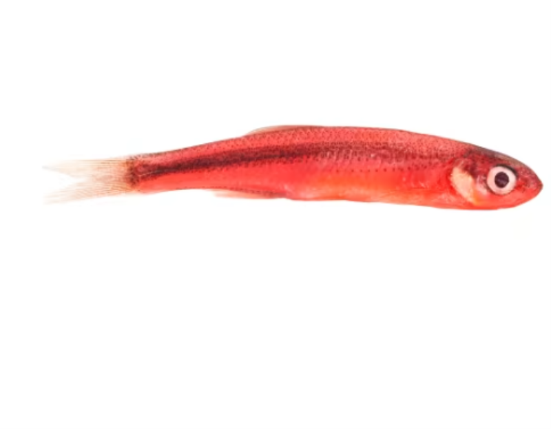 magic emerald shiners red medium