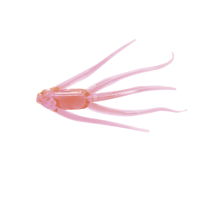 Clam Maki Plastics Maki