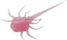 13 Fishing CC-BG "Coconut Crab" Bubble Gum Qty 6
