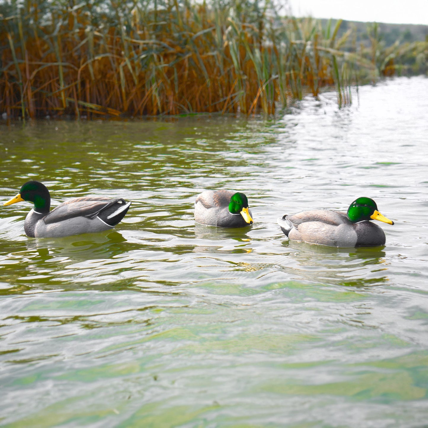 Beavertail DOA Cowboy Pack Flocked Head Mallards decoy