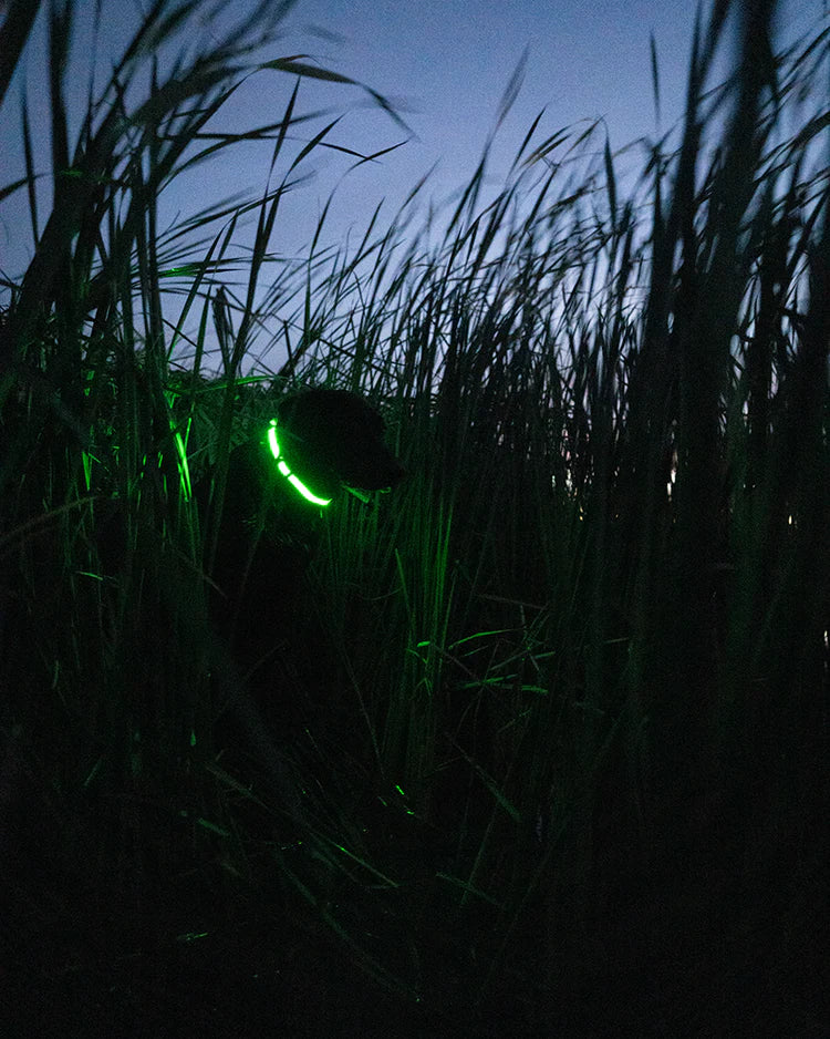 AVERY SPORTING DOGS Lighted Collar