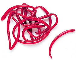 BERKLEY GULP ALIVE Angle Worm