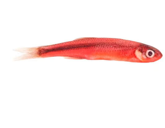magic emerald shiners red medium