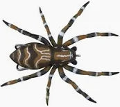 Lunker Hunt Phantom Spider